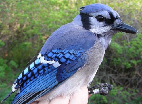 Though they're common at MBO, it's always a special treat to get a Blue Jay in the net, as they're very well behaved and wonderful to look at.  (Photo by Marie-Anne Hudson)