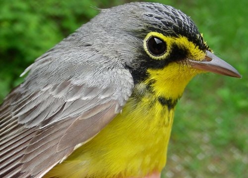 We counted about eight Canada Warblers this week, including the three we banded.  This species has recently been designated as being threatened in Quebec, so we’re keeping a special eye out for them  (Photo by Marie-Anne Hudson)