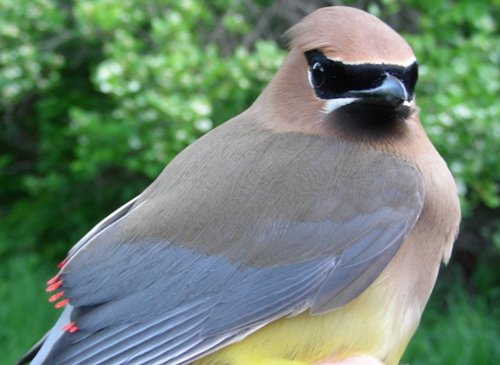 This after-second-year male Cedar Waxwing felt as soft as he looked   (Photo by Marie-Anne Hudson)