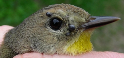 This second-year female Common Yellowthroat benefited from some tick removal – four of them to be precise – which are now winging their way to Ontario for inclusion in the Tick Project that we’re assisting with.  We’re sure she felt much better with these critters removed from around her eye!  (Photo by Marie-Anne Hudson)