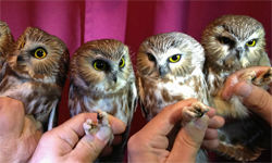 Group of four Saw-whet Owls.