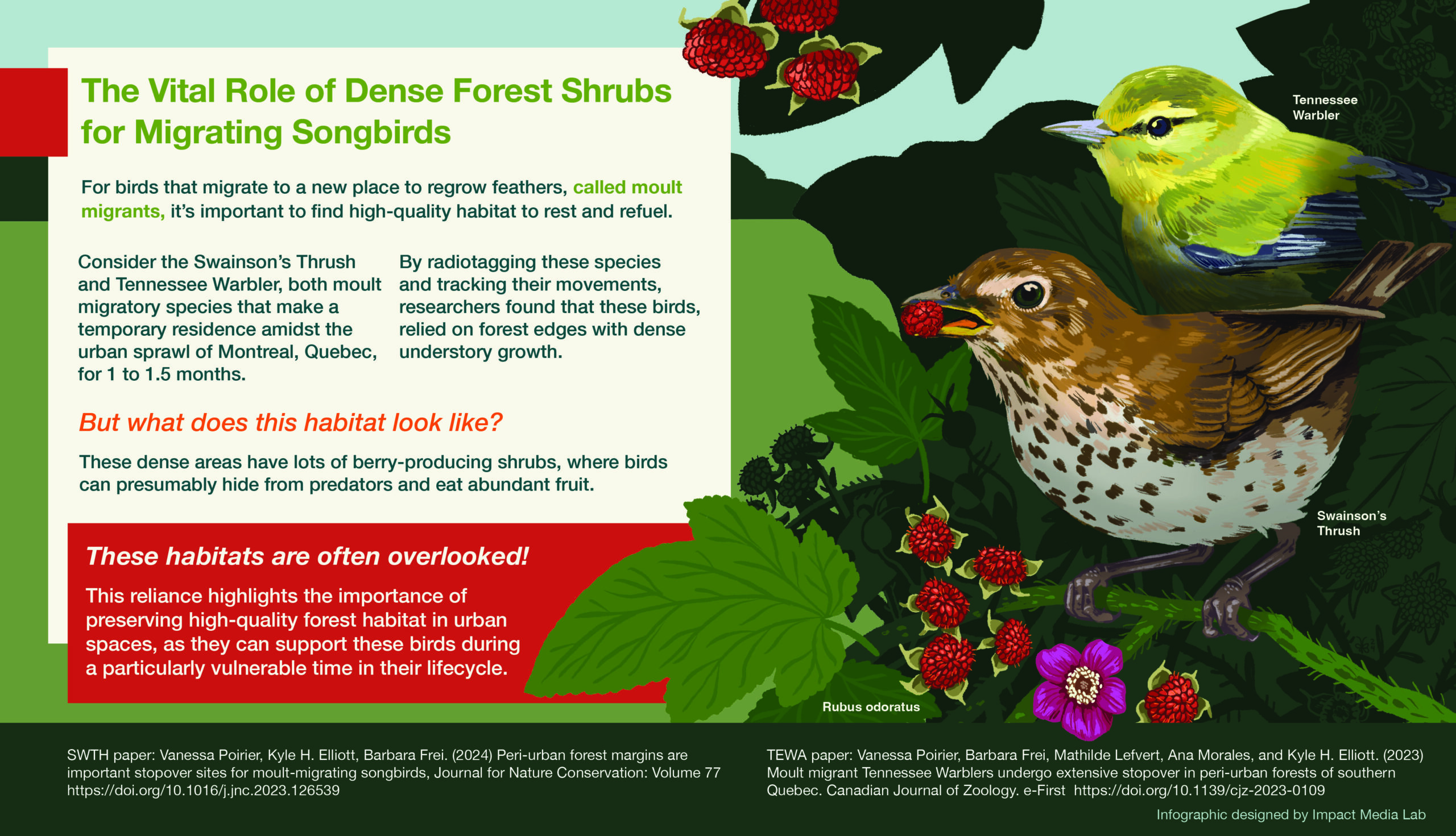 Molt Migrant-Infographic-Final_VANESSA