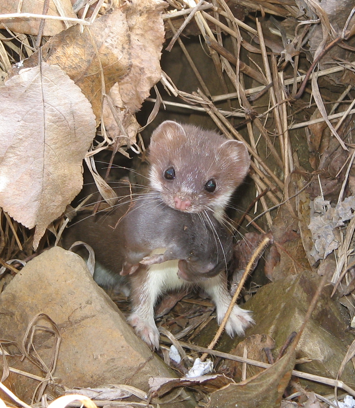 Short tailed weasel with babycropped