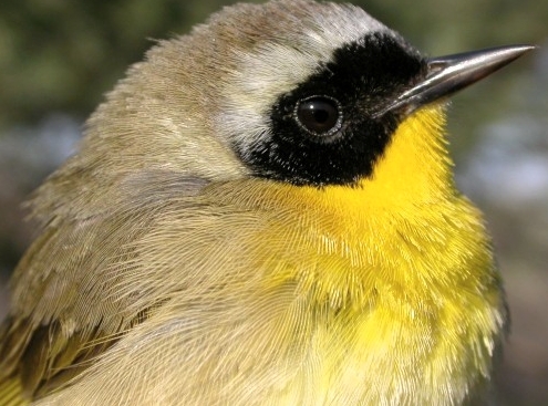 This after-second-year Common Yellowthroat is among the very few warblers that have appeared at MBO to date this spring. 