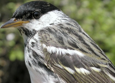 The final bird banded of the 2005 Spring MIgration Monitoring Program, a second-year male Blackpoll Warbler.  