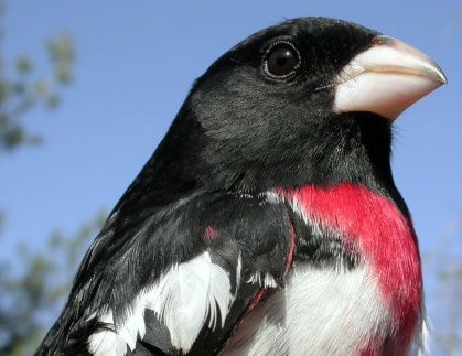 The Rose-breasted Grosbeaks returned early this week, and within a couple of days we had banded our first three males.  This after-second-year male was unusually gentle, only once briefly nipping the bander; the second-year male banded later the same day applied a much firmer grip with its beak! 