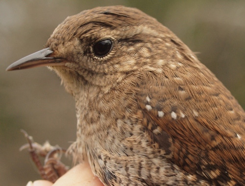 MBO's first Winter Wren banded this season.  (Photo by Simon Duval)